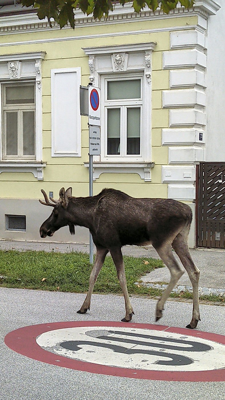 The adventures of Emil the moose keep a corner of Austria on its toes | iNFOnews.ca