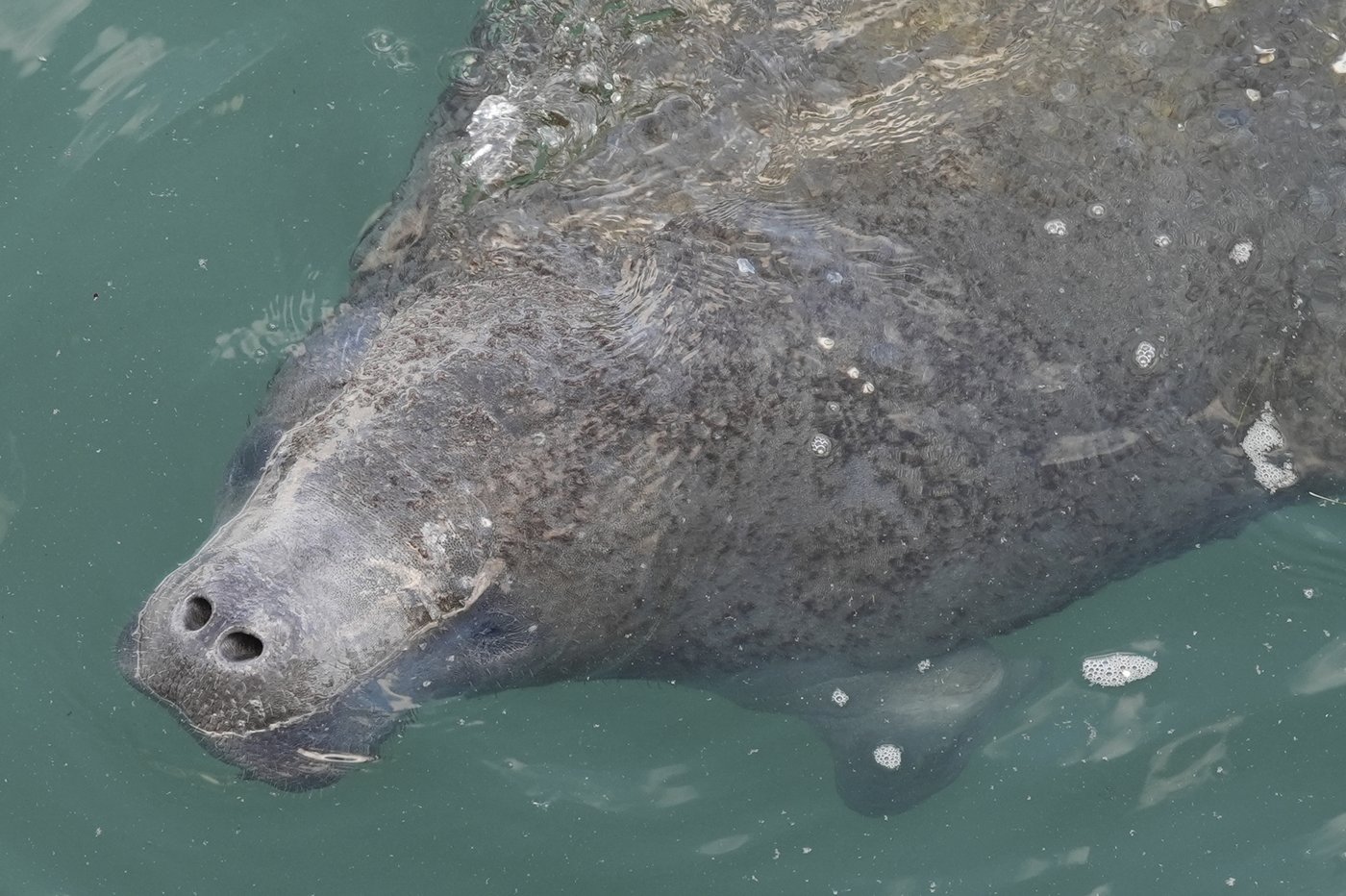 Manatees congregate in warm waters near power plants as US winter storms graze Florida | iNFOnews.ca Manatees congregate in warm waters near power plants as US winter storms graze Florida | iNFOnews.ca