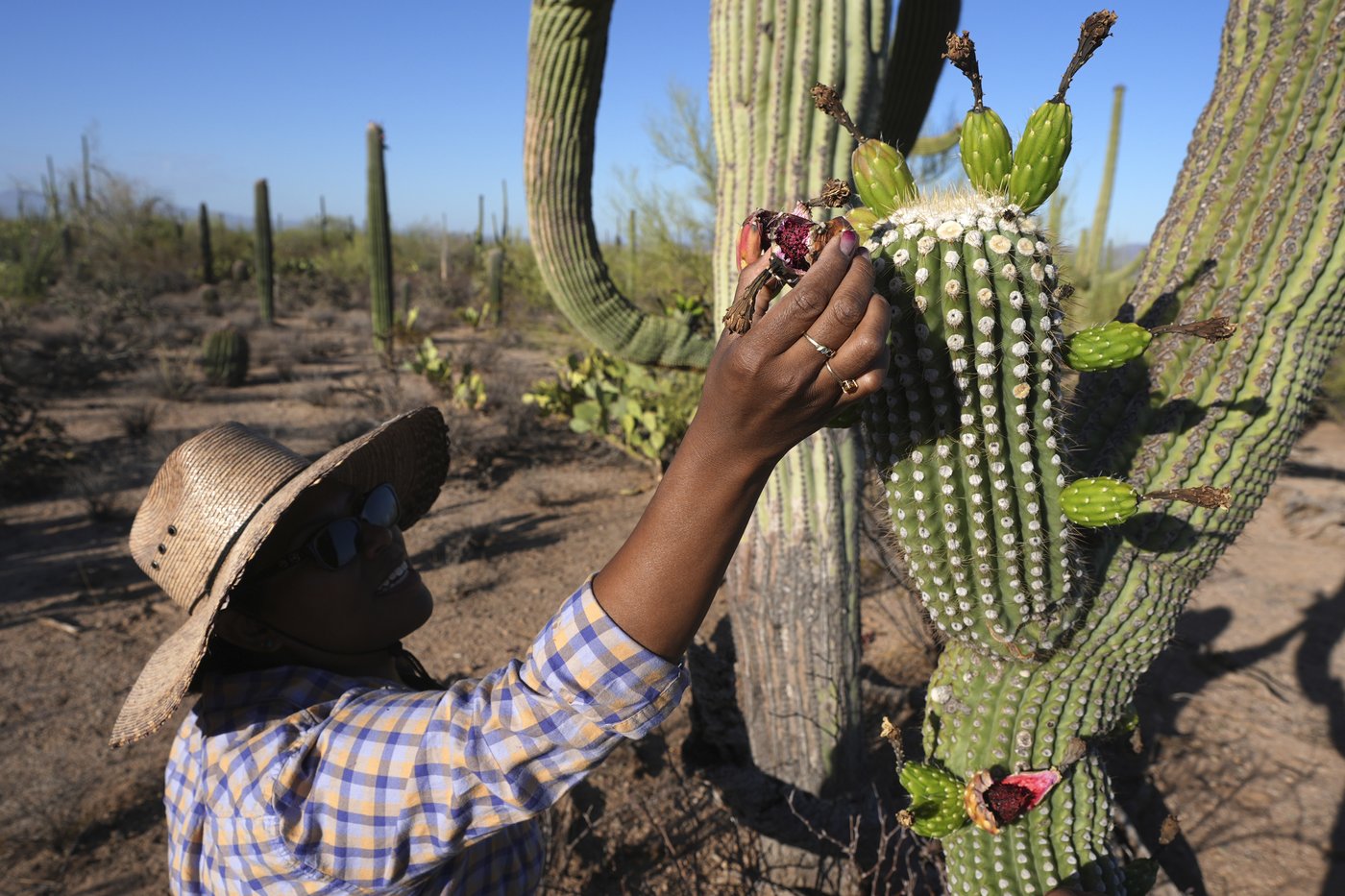 Why Tohono O’odham Nation's centuries-old saguaro fruit harvest is experiencing a revival in Arizona | iNFOnews.ca Why Tohono O’odham Nation's centuries-old saguaro fruit harvest is experiencing a revival in Arizona | iNFOnews.ca