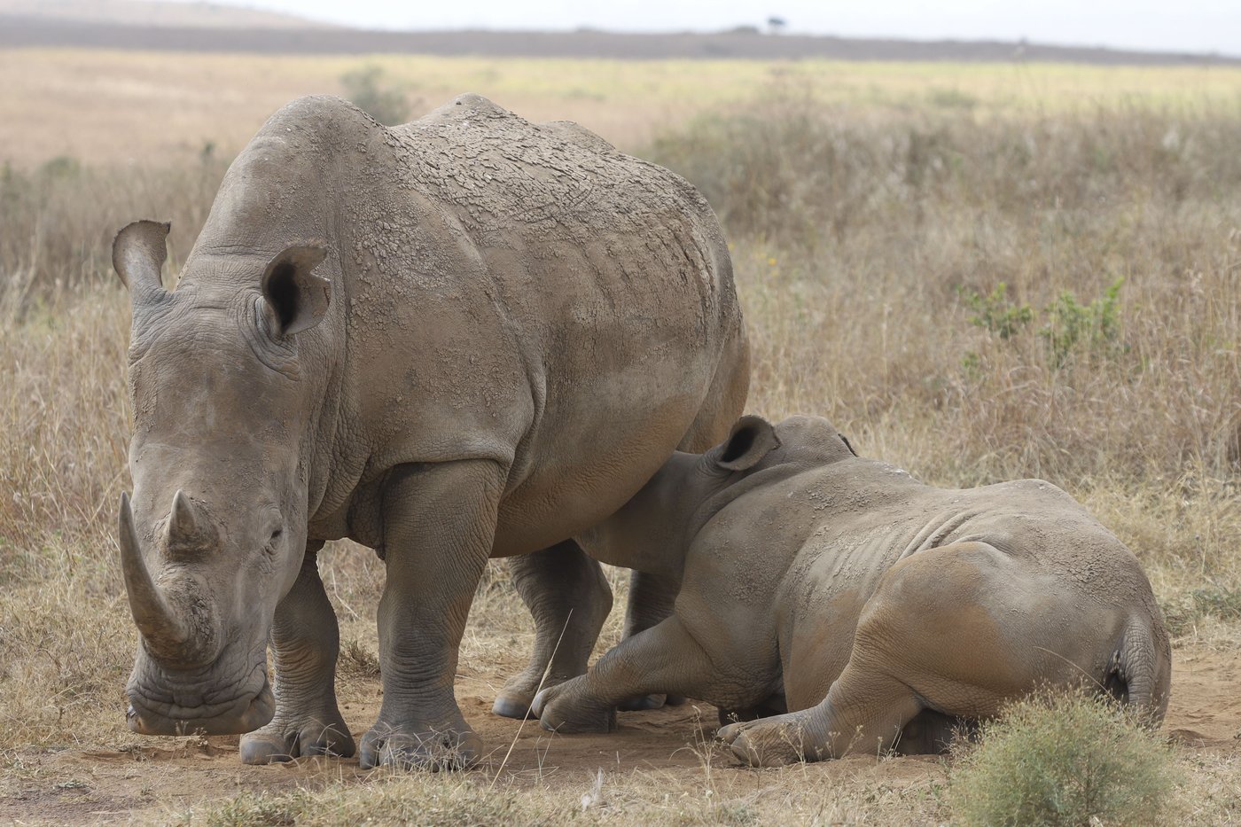 The number of rhinos is slightly up but poaching has increased too | iNFOnews.ca The number of rhinos is slightly up but poaching has increased too | iNFOnews.ca