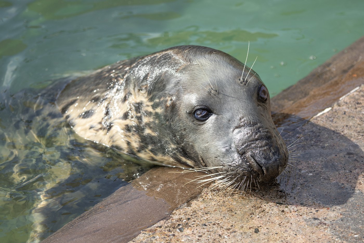 Seal pup once rescued on a British beach hits the big 5-0. Sheba may be the oldest seal in captivity | iNFOnews.ca Seal pup once rescued on a British beach hits the big 5-0. Sheba may be the oldest seal in captivity | iNFOnews.ca