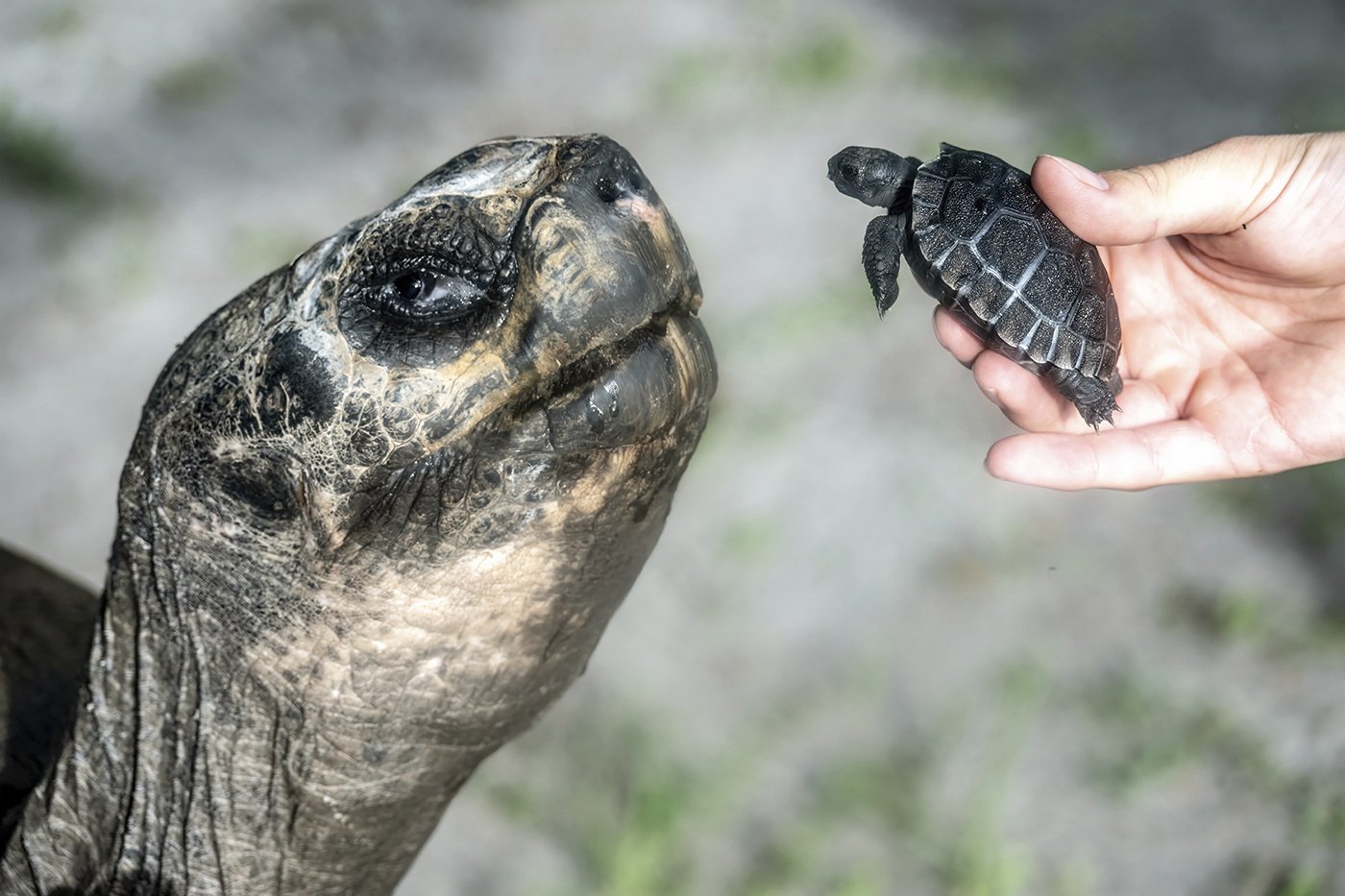 Galapagos tortoise celebrates his 135th birthday and his first Father's Day at Zoo Miami | iNFOnews.ca