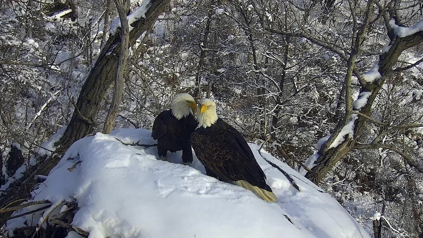 New eagle camera is going live in Minnesota to the delight of global viewers | iNFOnews.ca