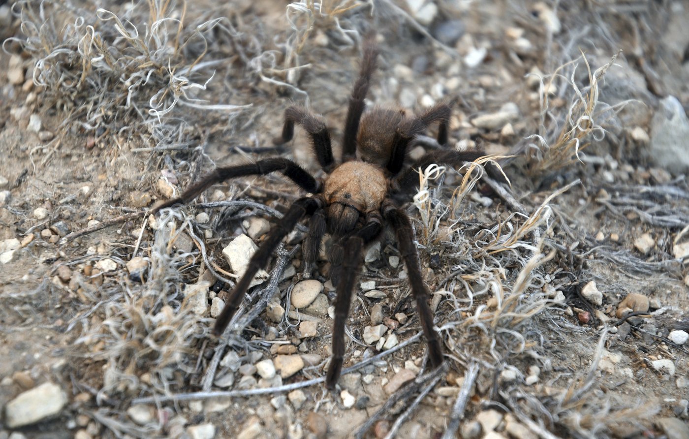 Spider lovers scurry to Colorado town in search of mating tarantulas and community | iNFOnews.ca