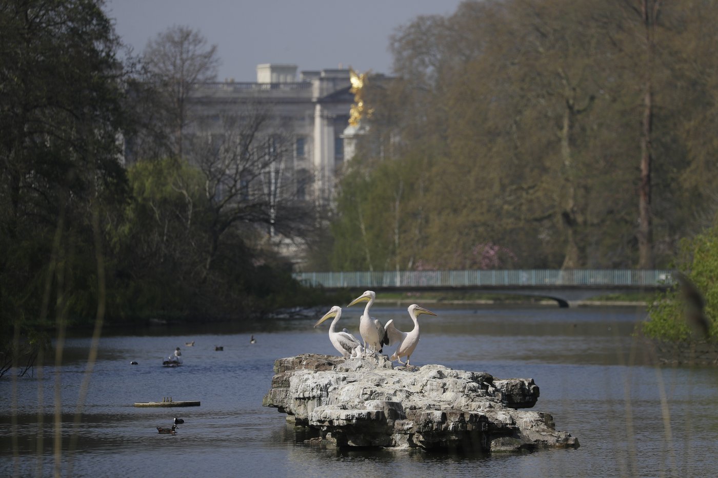Giant lily pads and a bronze tree are among designs for Queen Elizabeth II's memorial | iNFOnews.ca Giant lily pads and a bronze tree are among designs for Queen Elizabeth II's memorial | iNFOnews.ca