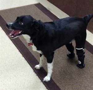 Dog frozen to the ground in northern Saskatchewan gets prosthetic paws | iNFOnews.ca CP31127844