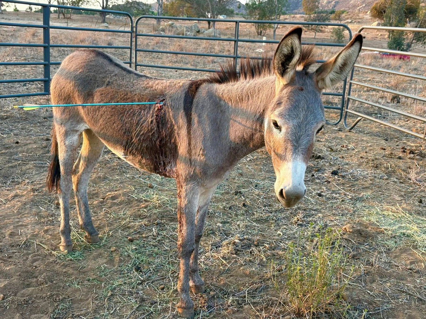 Donkey recovering after latest arrow attack on wild burros in California | iNFOnews.ca Donkey recovering after latest arrow attack on wild burros in California | iNFOnews.ca