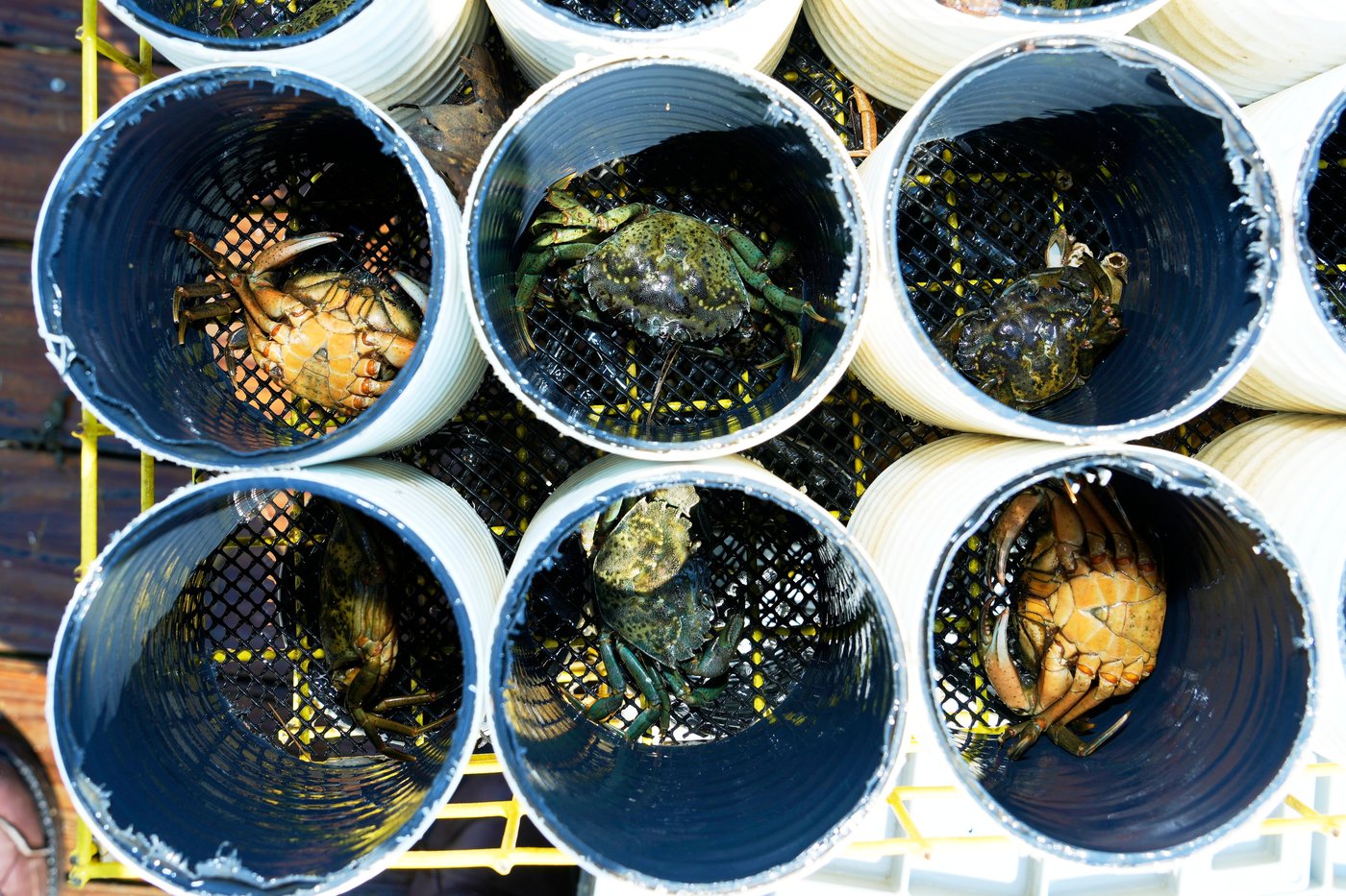 Invasive green crabs are bad for the environment, so New Englanders are starting to eat more of them | iNwine Invasive green crabs are bad for the environment, so New Englanders are starting to eat more of them | iNwine