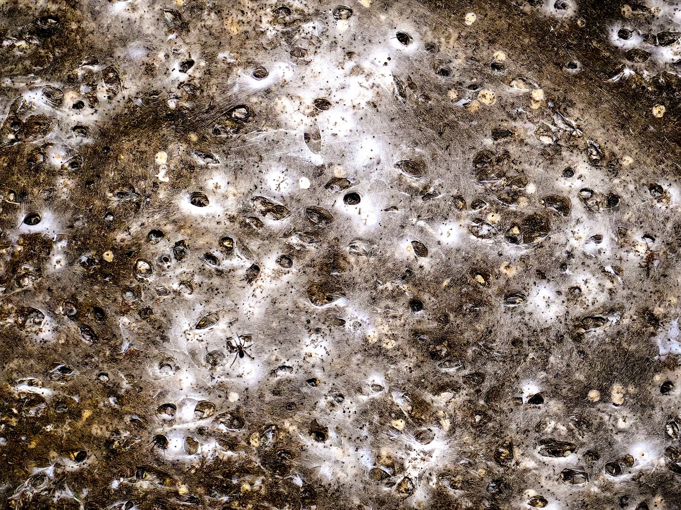 Arachnid super-web reveals the surprising 'constant party' life of cohabiting spiders | iNFOnews.ca