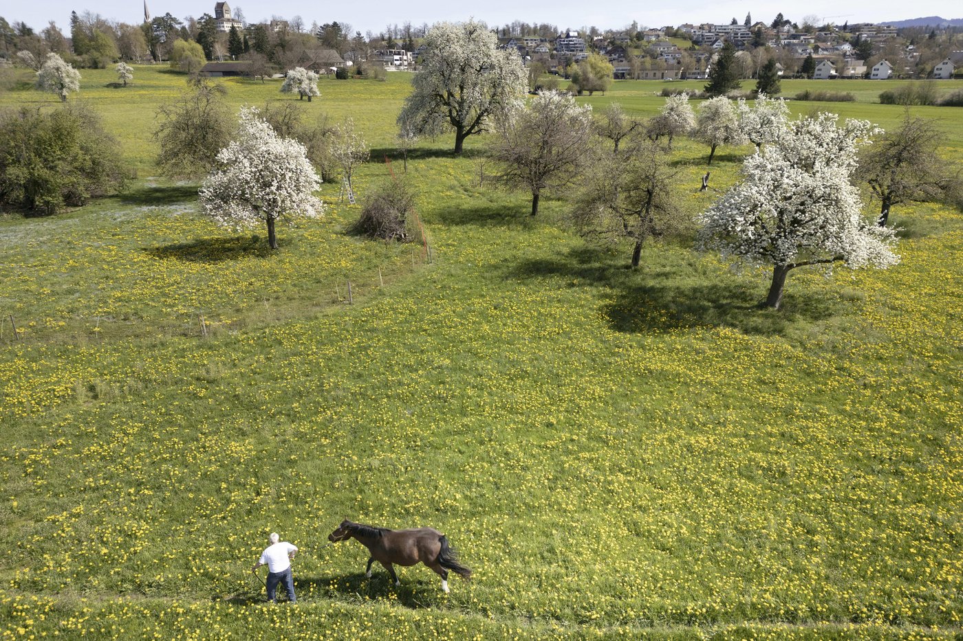 Birds, bees and ballots: Swiss voters to decide on plan to bolster country's fragile biodiversity | iNFOnews.ca