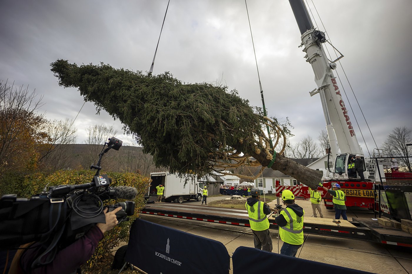 A green giant: This year's 74-foot Rockefeller Christmas tree is en route from Massachusetts | iNFOnews.ca