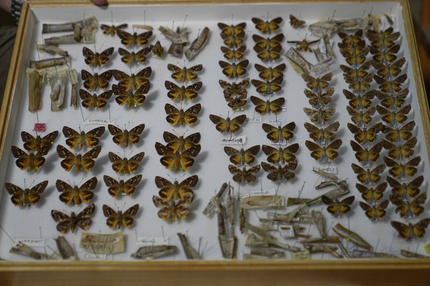 A butterfly collector in Africa with more than 4.2 million seeks to share them for the future | iNFOnews.ca A butterfly collector in Africa with more than 4.2 million seeks to share them for the future | iNFOnews.ca