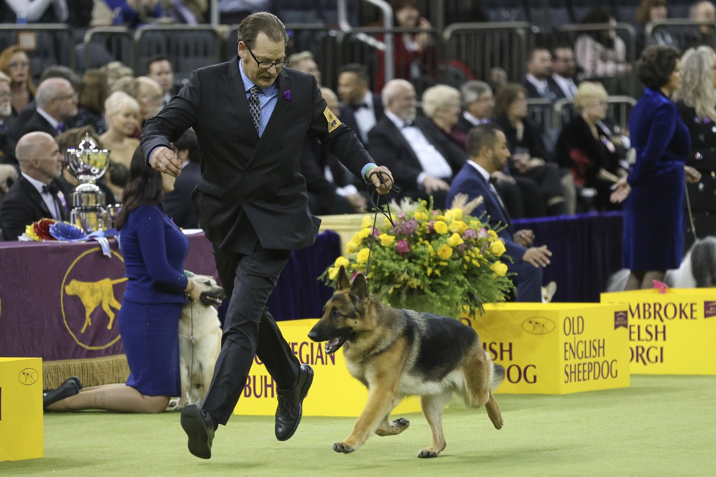 Dogs from great Danes to terriers head into the ring at Westminster show | iNFOnews.ca