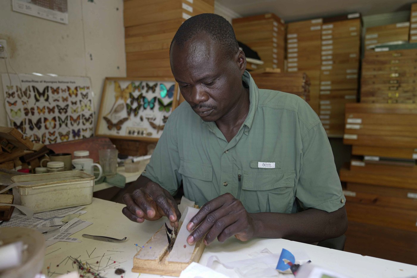 A butterfly collector in Africa with more than 4.2 million seeks to share them for the future | iNFOnews.ca A butterfly collector in Africa with more than 4.2 million seeks to share them for the future | iNFOnews.ca