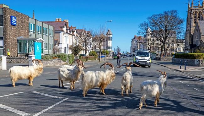 PM, Scheer to donate pay raise and a goat invasion; In The News for April 1 | iNFOnews.ca PM, Scheer to donate pay raise and a goat invasion; In The News for April 1 | iNFOnews.ca
