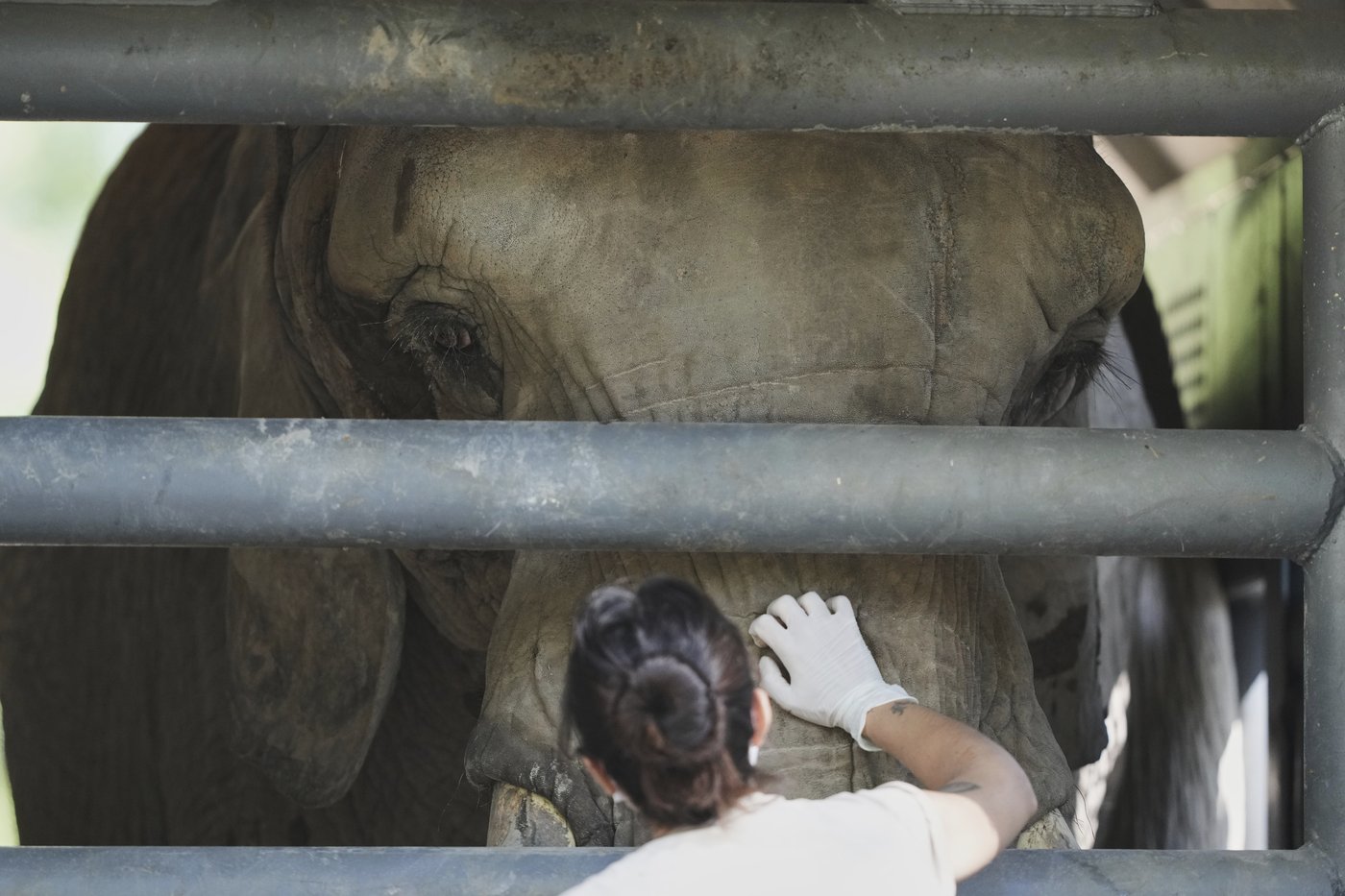 Pupy the elephant heads to a vast Brazilian sanctuary after 30 years in an Argentine zoo | iNFOnews.ca Pupy the elephant heads to a vast Brazilian sanctuary after 30 years in an Argentine zoo | iNFOnews.ca