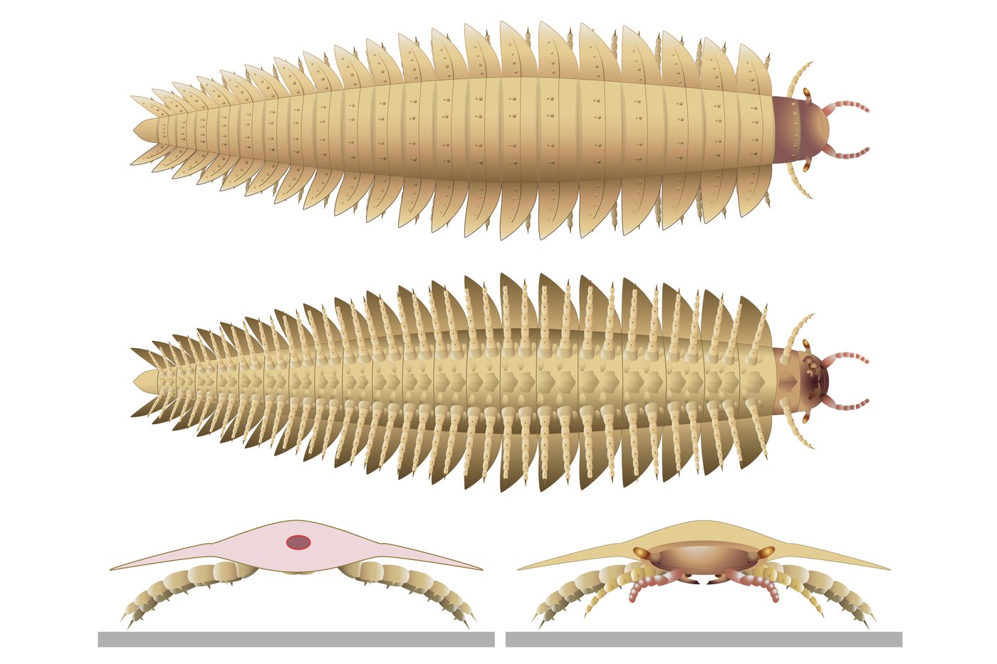 Scientists now know what the head of the biggest bug to ever crawl the Earth looked like | iNFOnews.ca