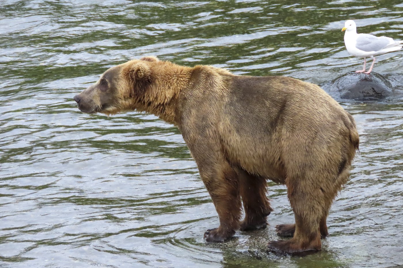 Online voting in Alaska's Fat Bear Week contest starts after an attack killed 1 contestant | iNFOnews.ca Online voting in Alaska's Fat Bear Week contest starts after an attack killed 1 contestant | iNFOnews.ca