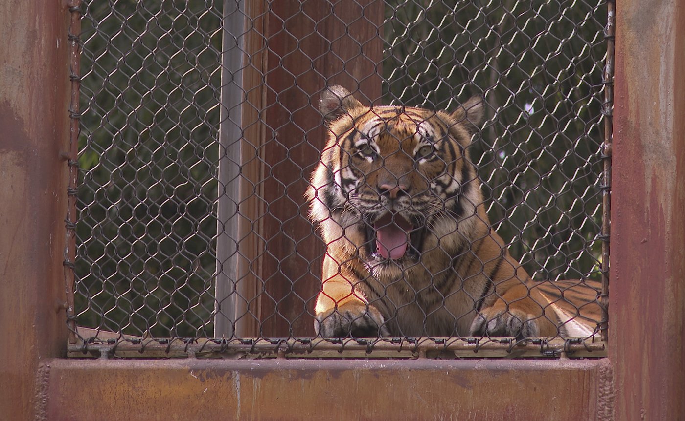 Meet Olan, Palm Beach Zoo's bold new Malayan tiger that treads the habitat's elevated trails | iNFOnews.ca