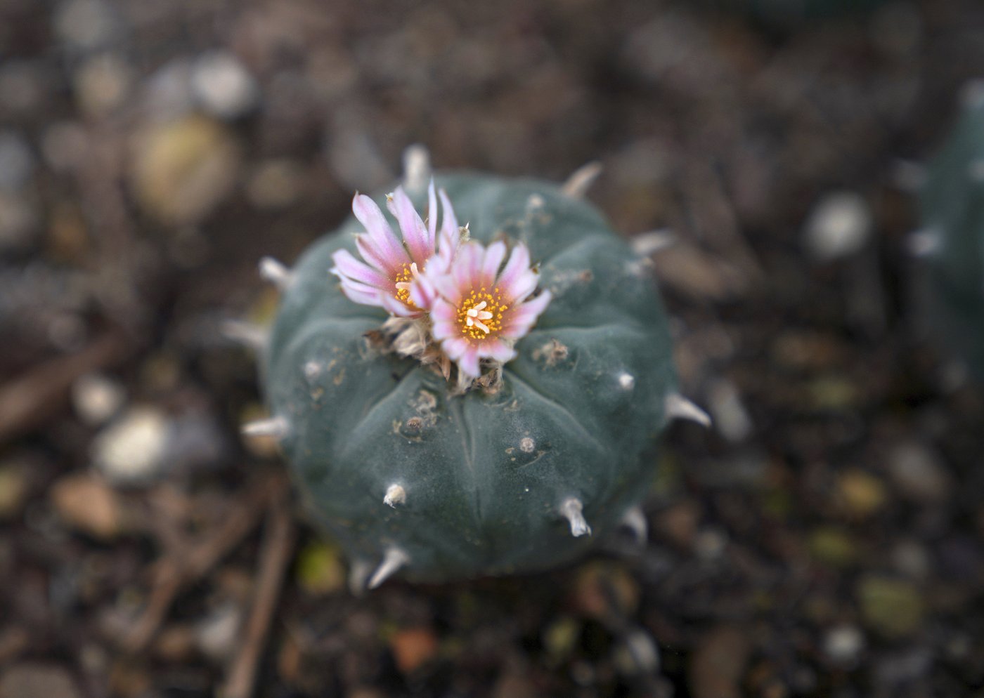 Peyote sacred to Native Americans threatened by psychedelic renaissance and development | iNFOnews.ca Peyote sacred to Native Americans threatened by psychedelic renaissance and development | iNFOnews.ca