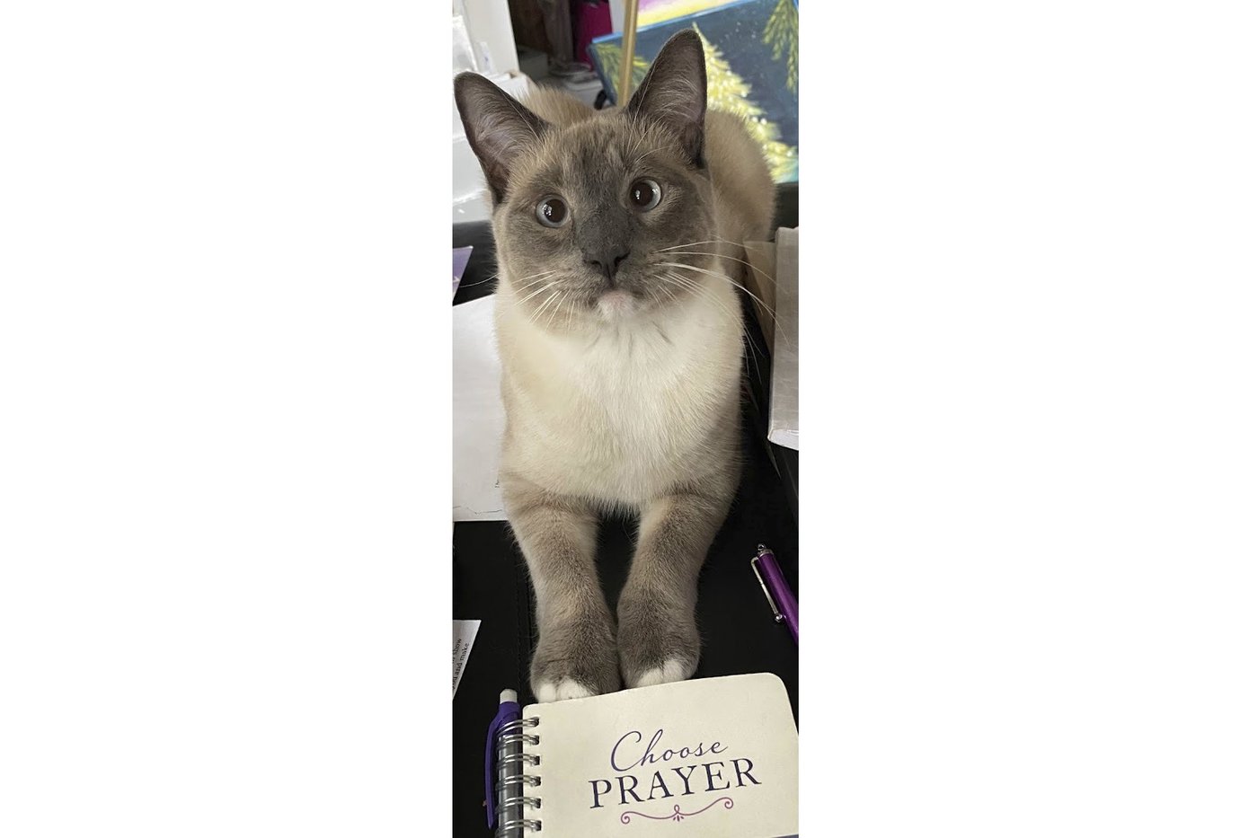 A lost cat's mysterious 2-month, 900-mile journey home to California | iNFOnews.ca A lost cat's mysterious 2-month, 900-mile journey home to California | iNFOnews.ca