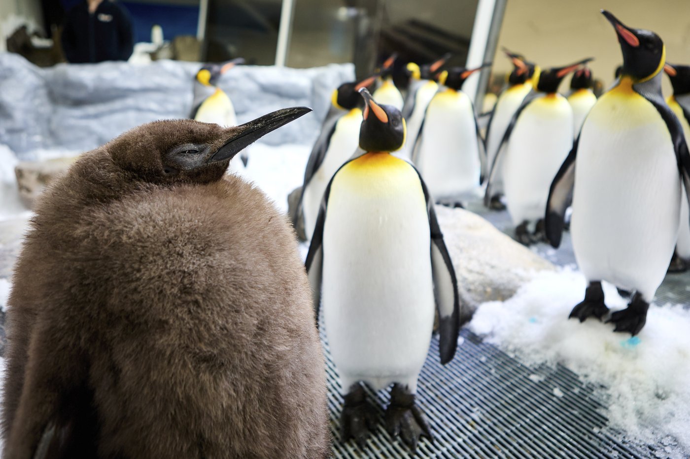 Huge Australian king penguin chick Pesto grows into social media star | iNFOnews.ca Huge Australian king penguin chick Pesto grows into social media star | iNFOnews.ca