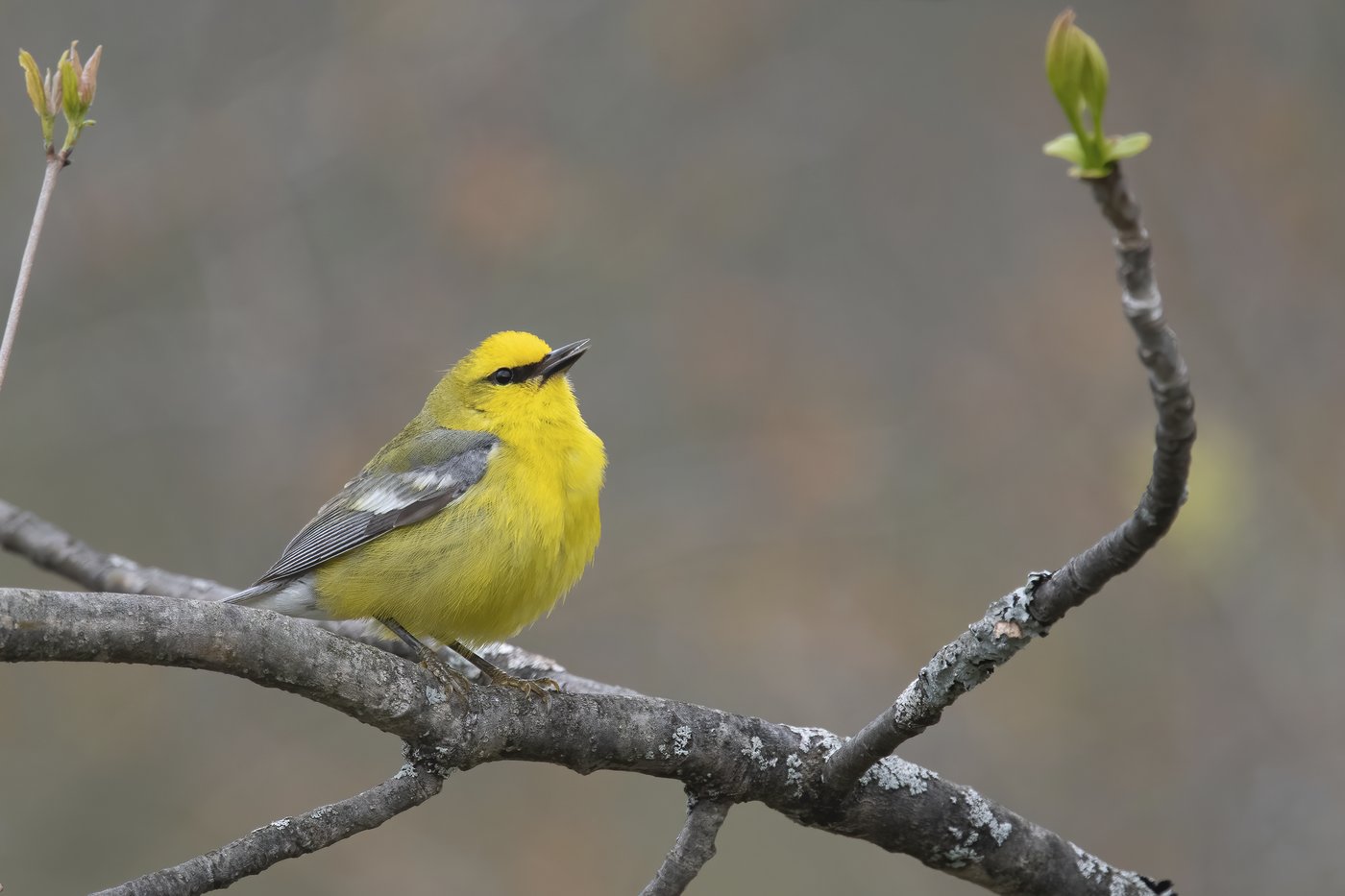 How to turn down the volume and protect wildlife in your yard and garden | iNFOnews.ca How to turn down the volume and protect wildlife in your yard and garden | iNFOnews.ca