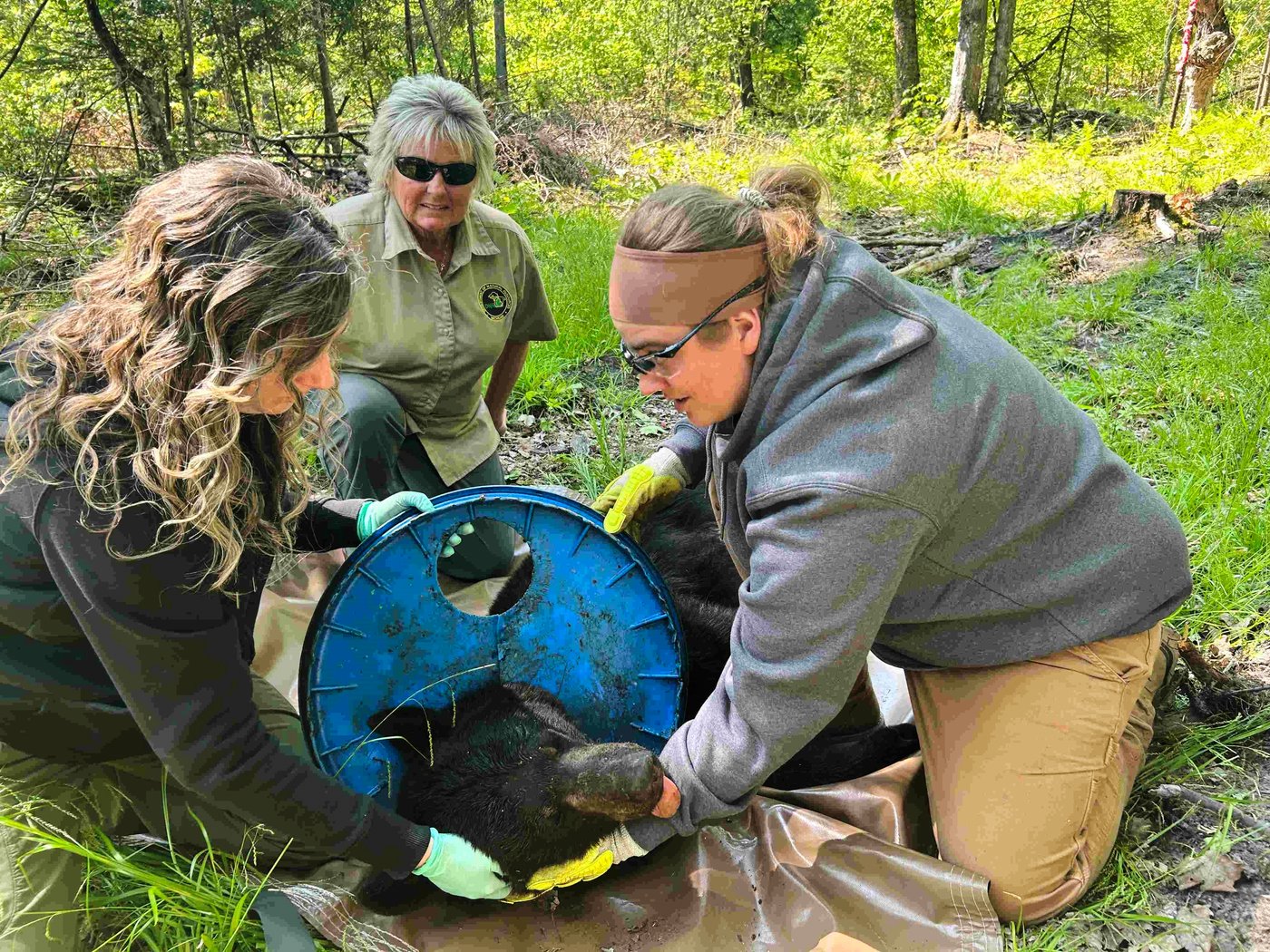 A Michigan bear roamed the woods for two years with an awful lid on his neck. Not anymore. | iNFOnews.ca
