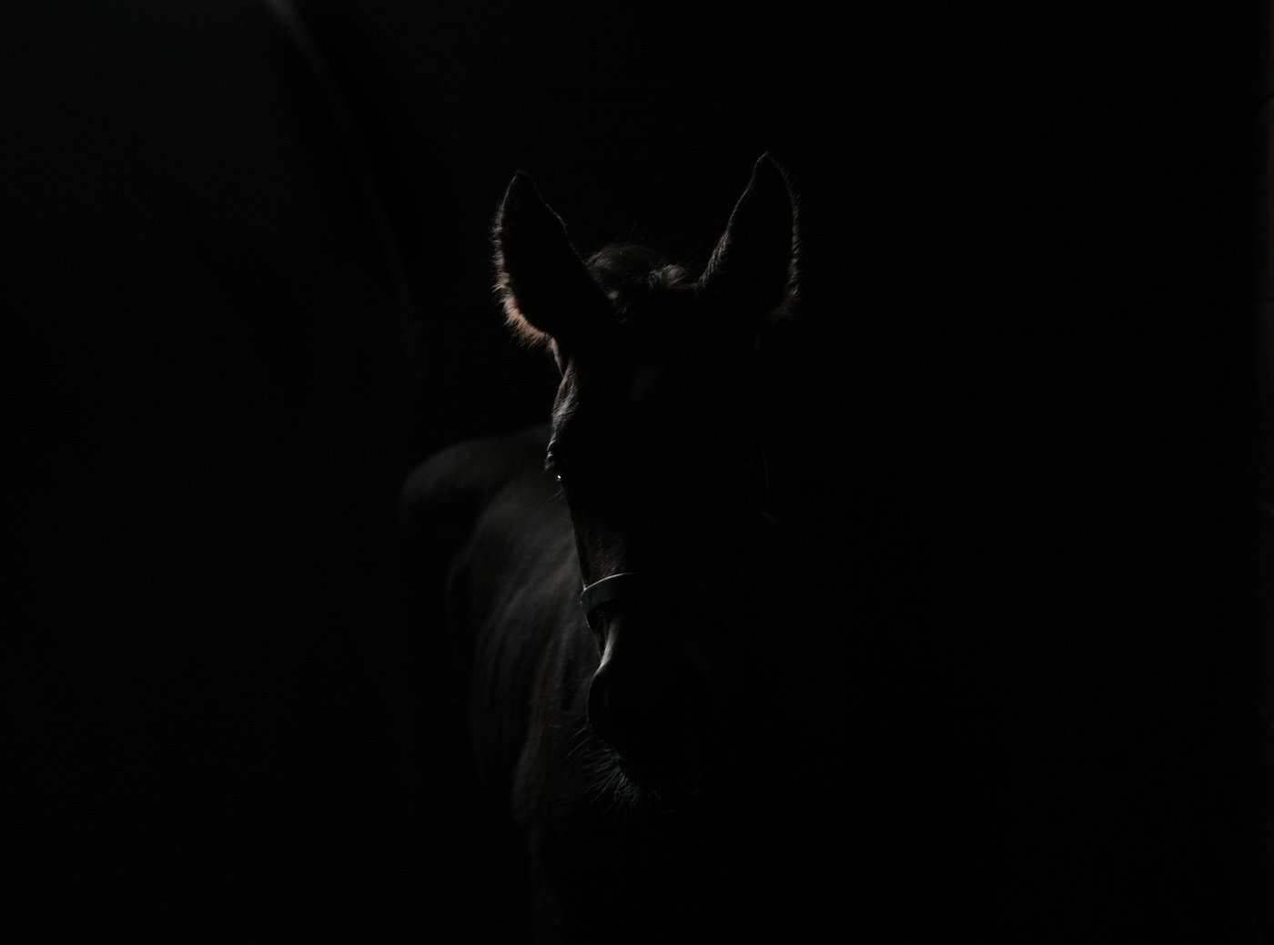 Veteran horseman Tim Drake says bringing a new life into the world never gets old | iNFOnews.ca Veteran horseman Tim Drake says bringing a new life into the world never gets old | iNFOnews.ca