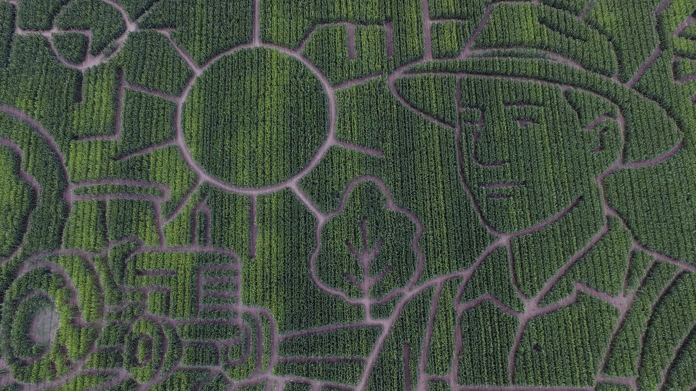Giant Northern California corn maze lets visitors enjoy getting lost | iNFOnews.ca Giant Northern California corn maze lets visitors enjoy getting lost | iNFOnews.ca