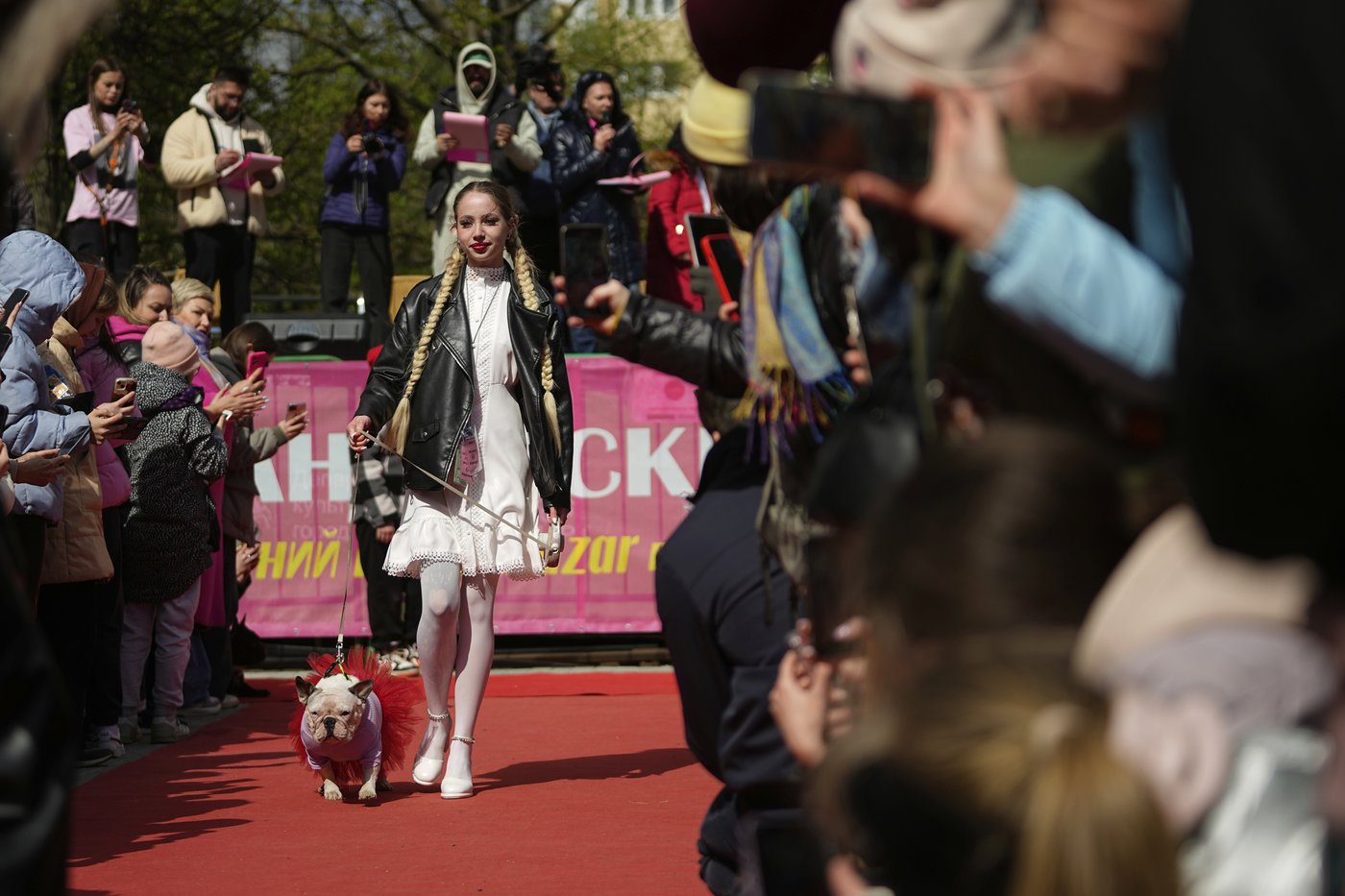 PHOTO COLLECTION: Russia French Bulldogs Parade | iNFOnews.ca