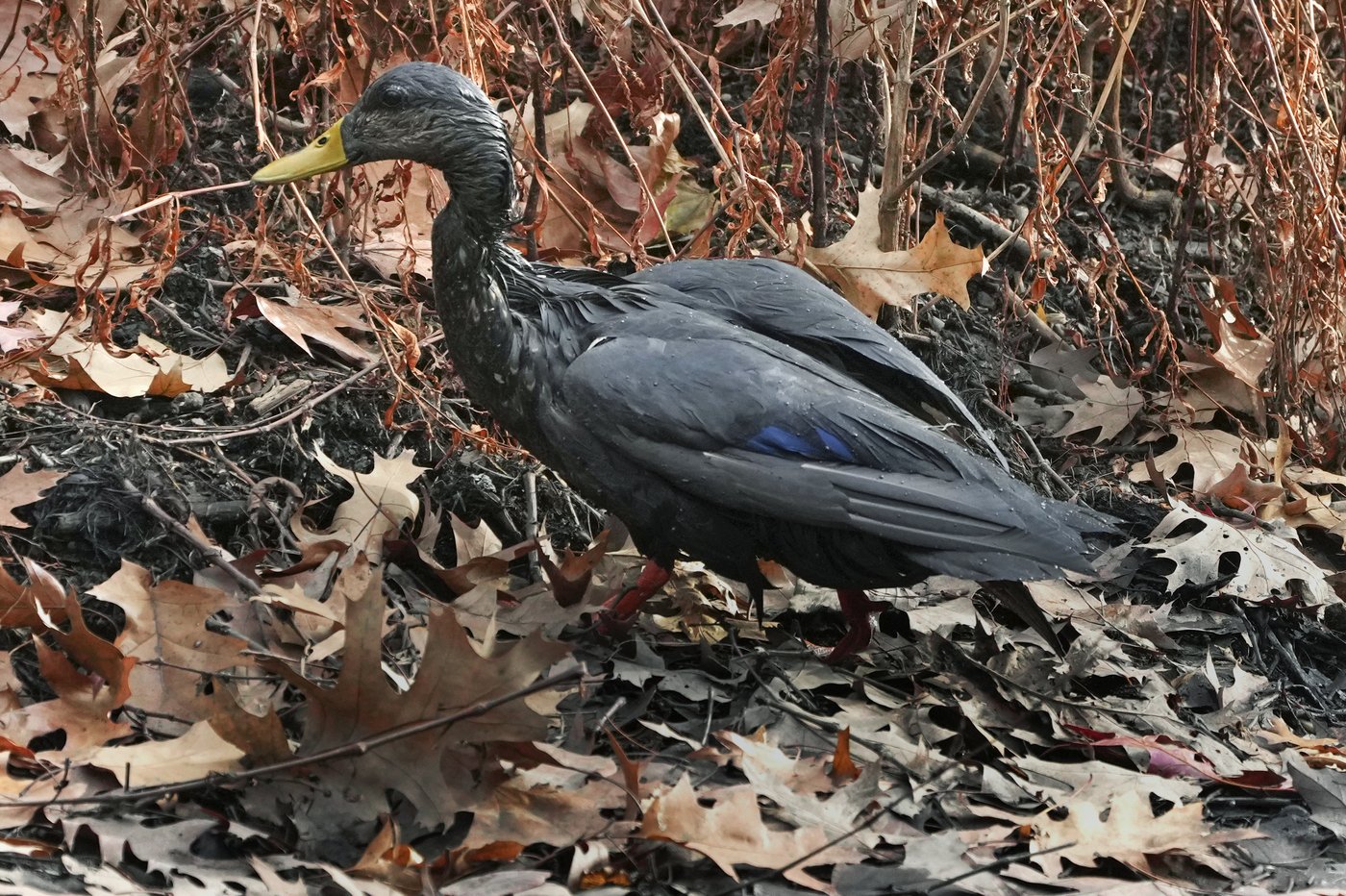 Rescuers rush to save geese and ducks soaked in oil due to spill in Boston river | iNFOnews.ca