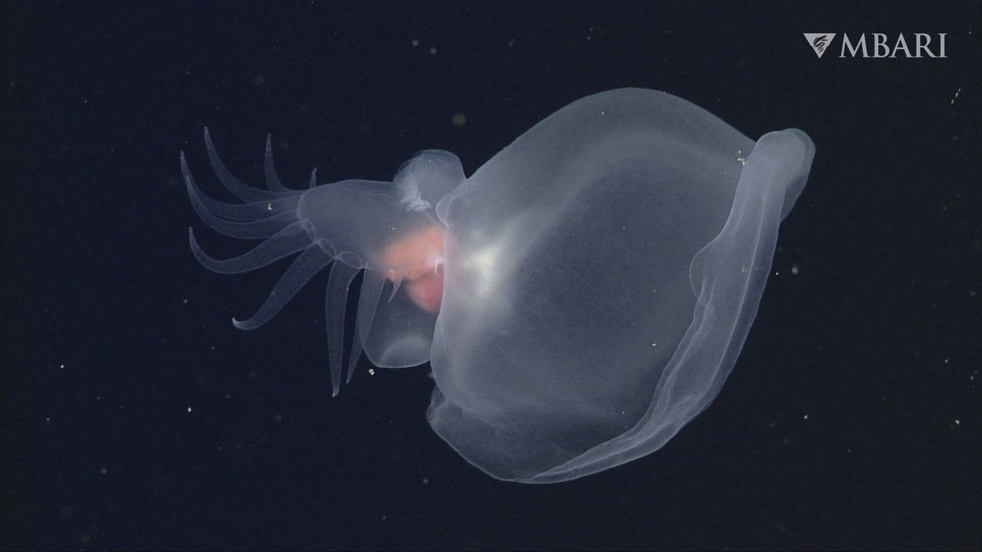 California researchers discover mysterious, gelatinous new sea slug | iNFOnews.ca California researchers discover mysterious, gelatinous new sea slug | iNFOnews.ca