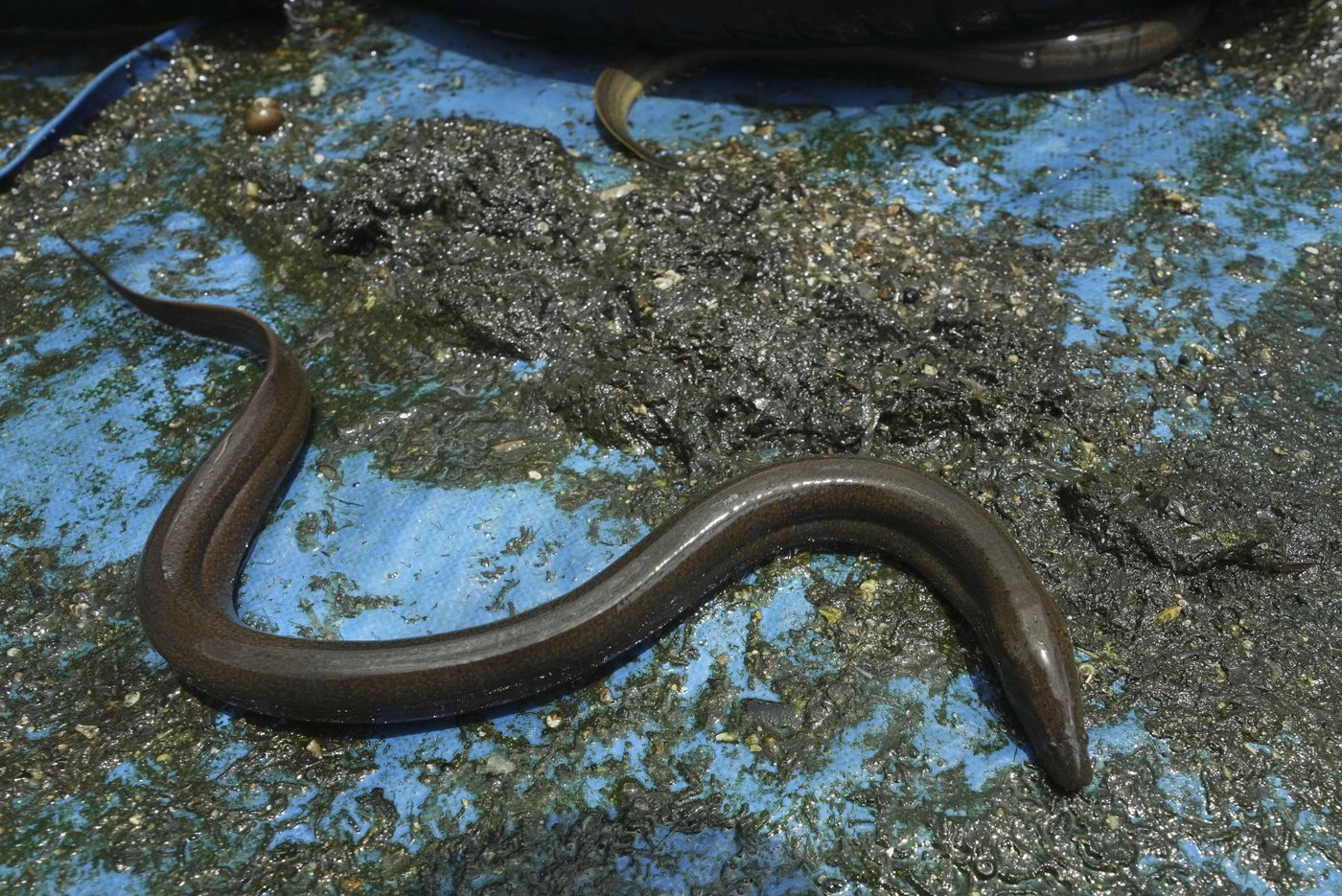 Cambodian fishermen turn to raising eels as Tonle Sap lake runs out of fish | iNFOnews.ca