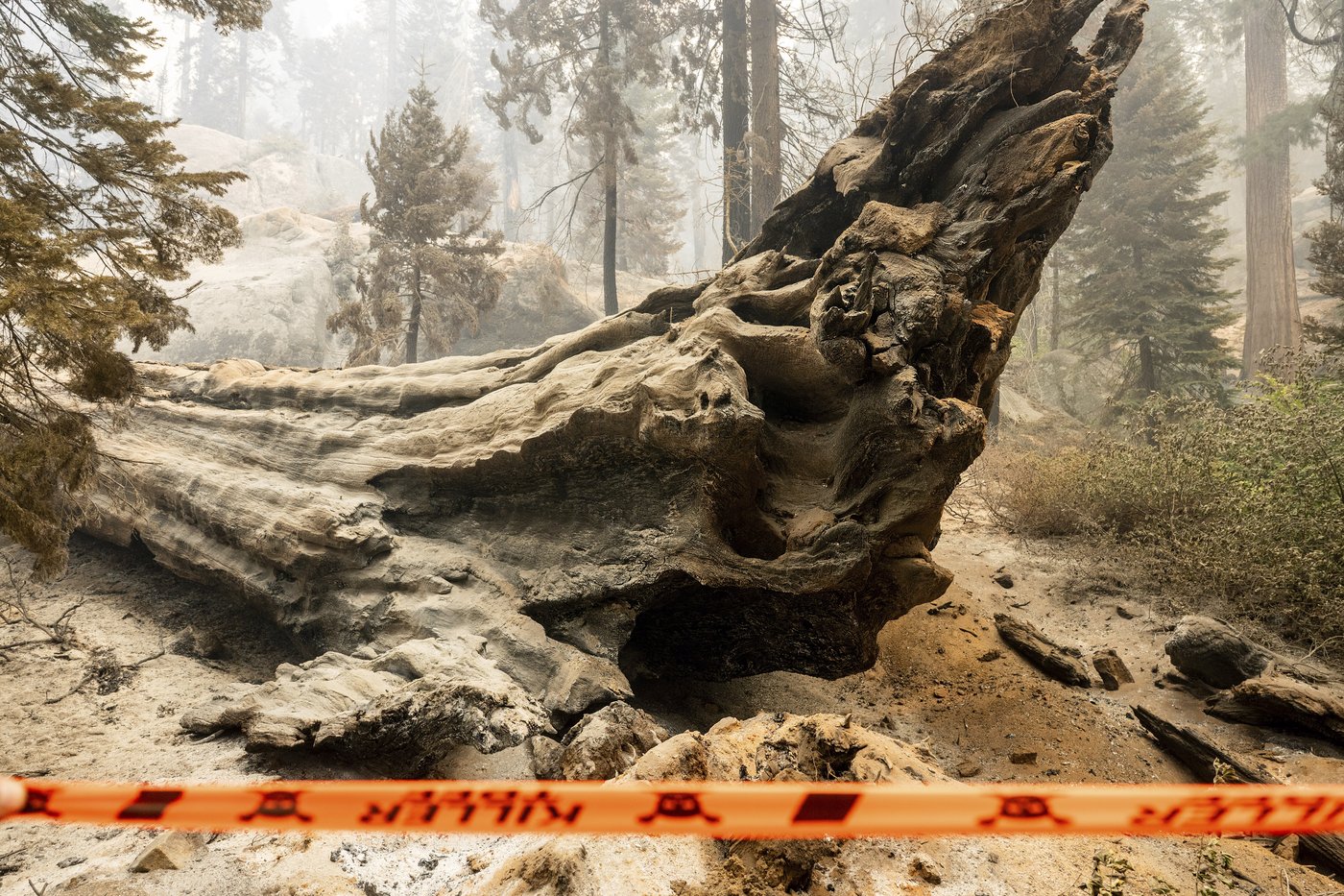 Grove of giant sequoia trees burns in California's Sierra National Forest | iNFOnews.ca