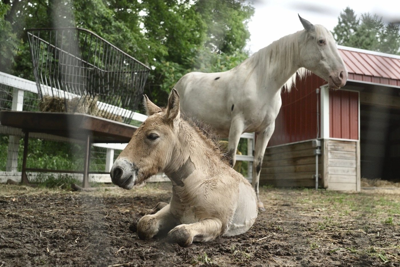 Rejected by his mother, a rare wild Asian horse foal finds a new mom in a grieving domestic mare | iNFOnews.ca