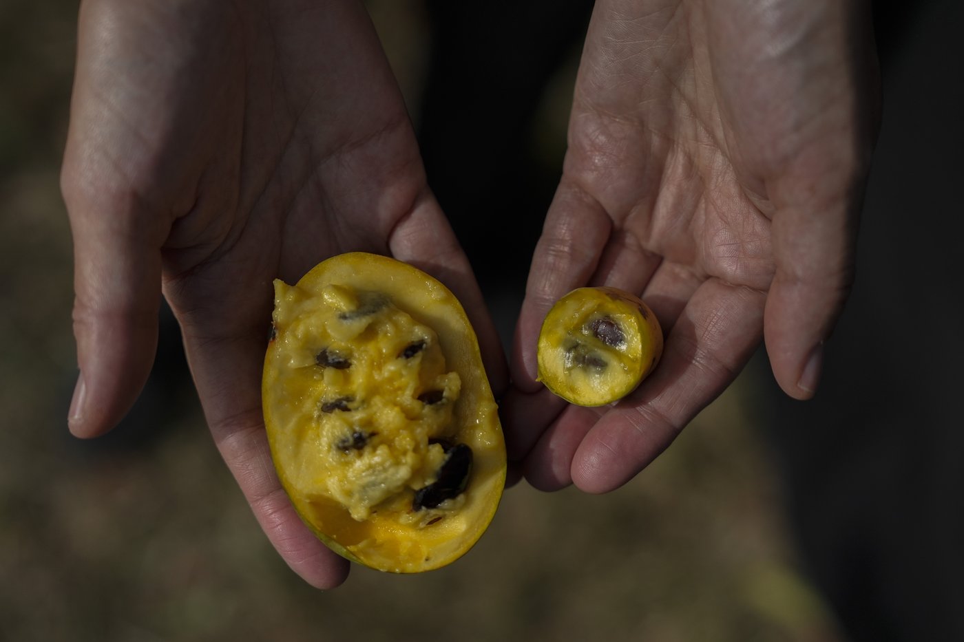 In Ohio, drought and shifting weather patterns affect North America's largest native fruit | iNFOnews.ca