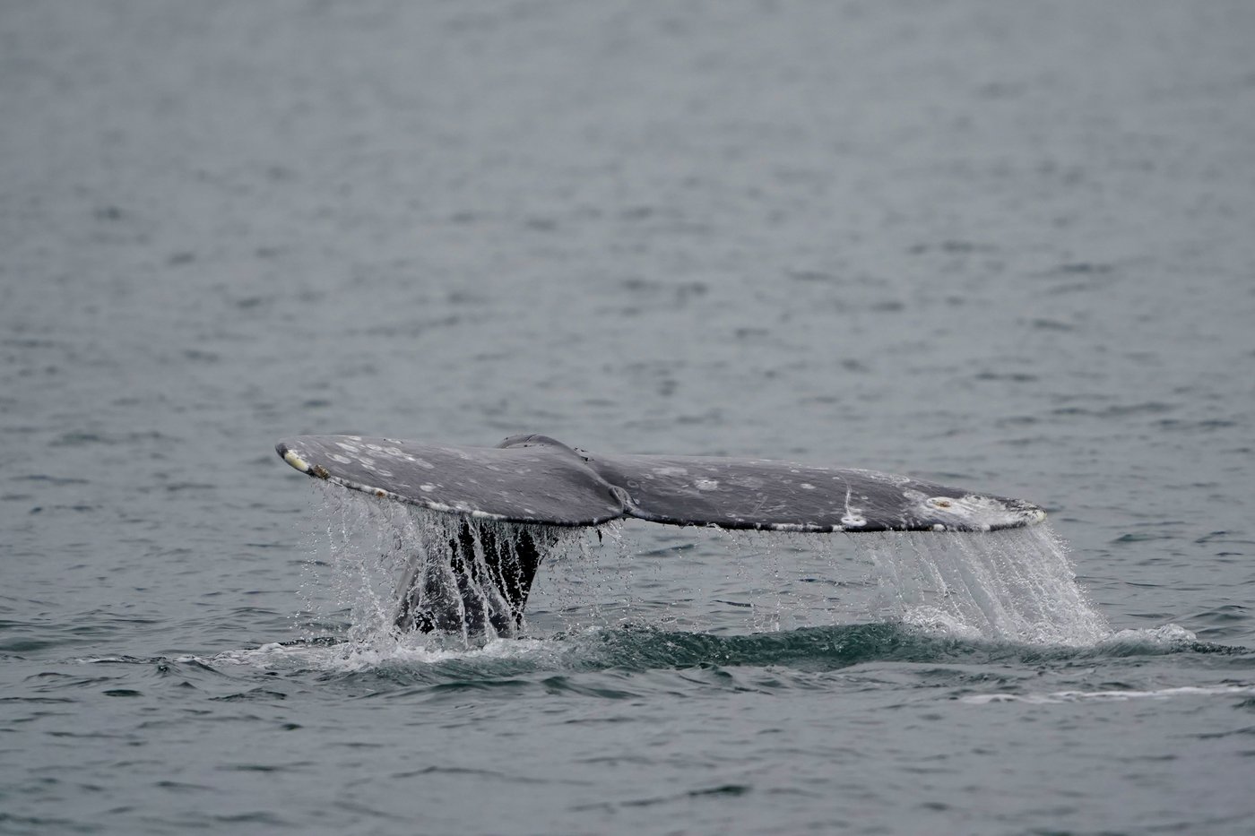 Second dead grey whale washes ashore in B.C. in less than a week | iNFOnews.ca