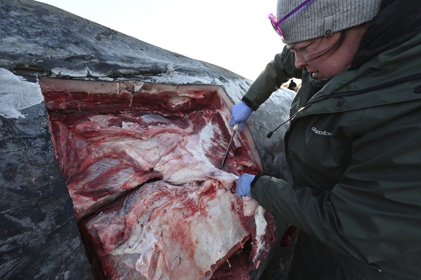 Carcass of endangered fin whale washes up near Alaska's largest city | iNFOnews.ca Carcass of endangered fin whale washes up near Alaska's largest city | iNFOnews.ca