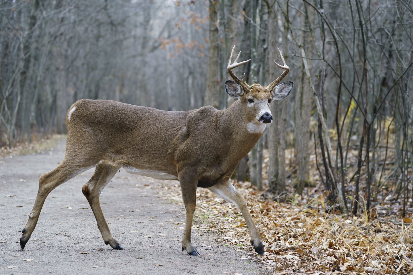 Longueuil gets permit to go ahead with deer cull in local park that has been overrun | iNFOnews.ca Longueuil gets permit to go ahead with deer cull in local park that has been overrun | iNFOnews.ca
