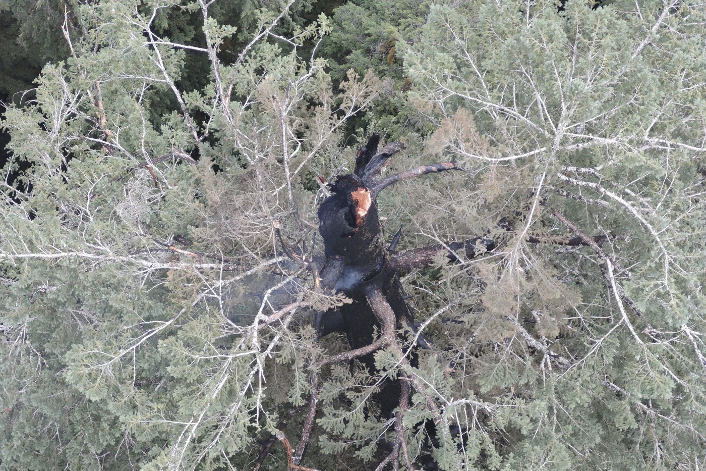 A fire is burning one of the world's tallest trees near the Oregon coast | iNFOnews.ca A fire is burning one of the world's tallest trees near the Oregon coast | iNFOnews.ca