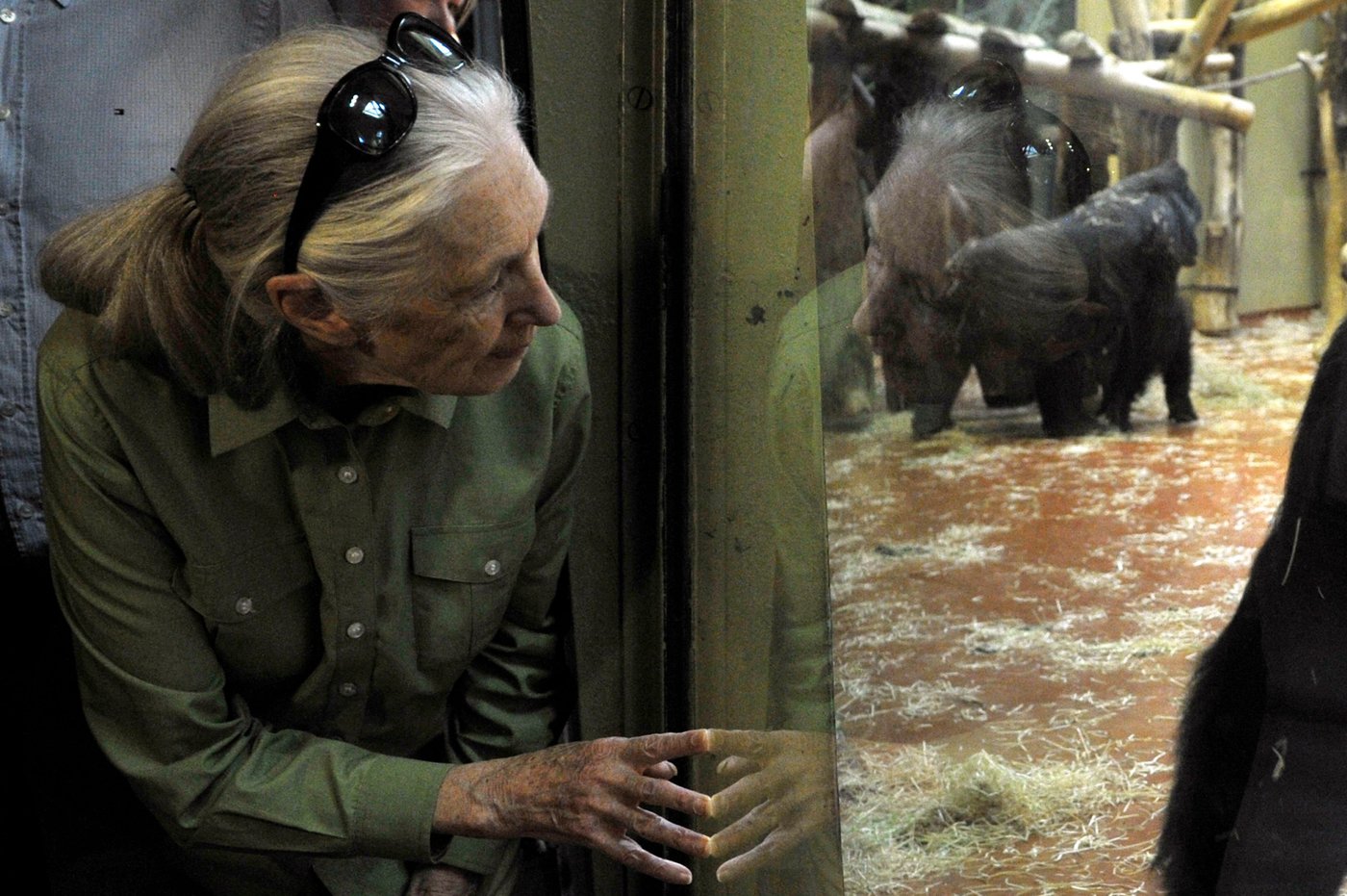 What to know about the life and legacy of chimpanzee researcher and wildlife advocate Jane Goodall | iNFOnews.ca