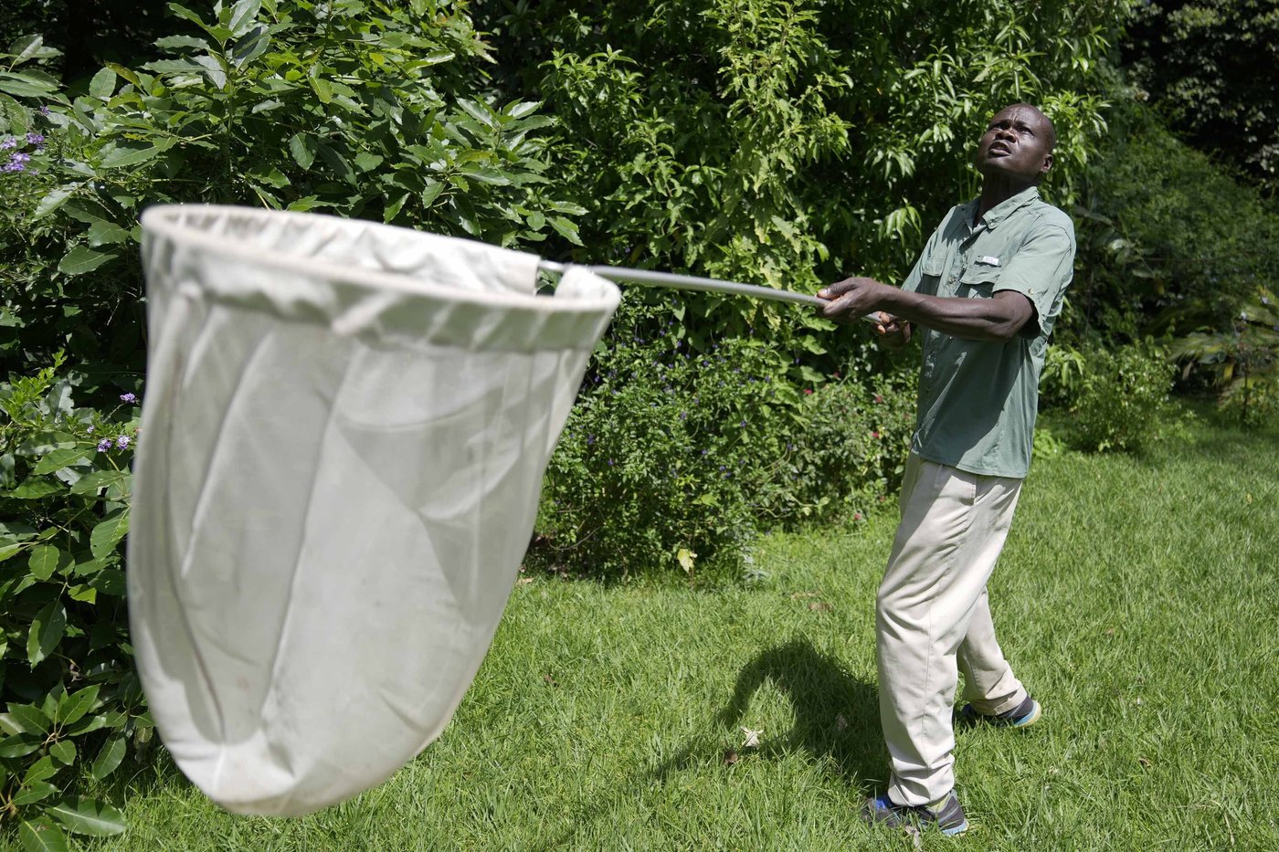 A butterfly collector in Africa with more than 4.2 million seeks to share them for the future | iNFOnews.ca A butterfly collector in Africa with more than 4.2 million seeks to share them for the future | iNFOnews.ca