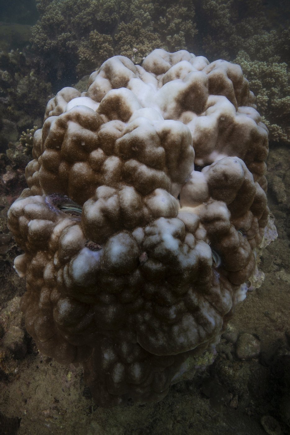 84% of the world's coral reefs hit by worst bleaching event on record | iNFOnews.ca 84% of the world's coral reefs hit by worst bleaching event on record | iNFOnews.ca