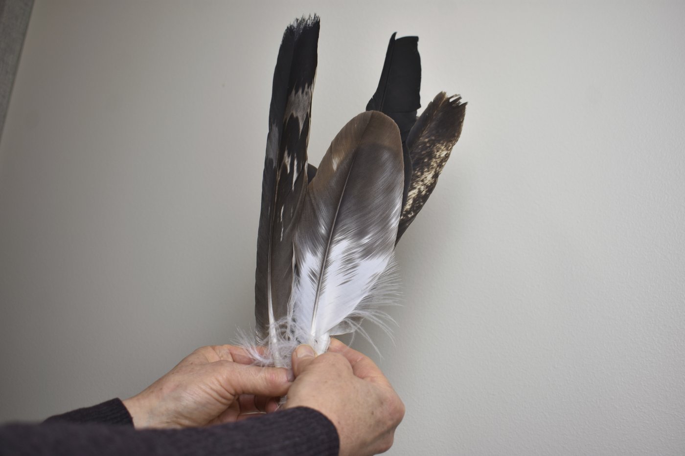Poachers are exploiting the high demand for eagle feathers that are sacred among Native Americans | iNFOnews.ca