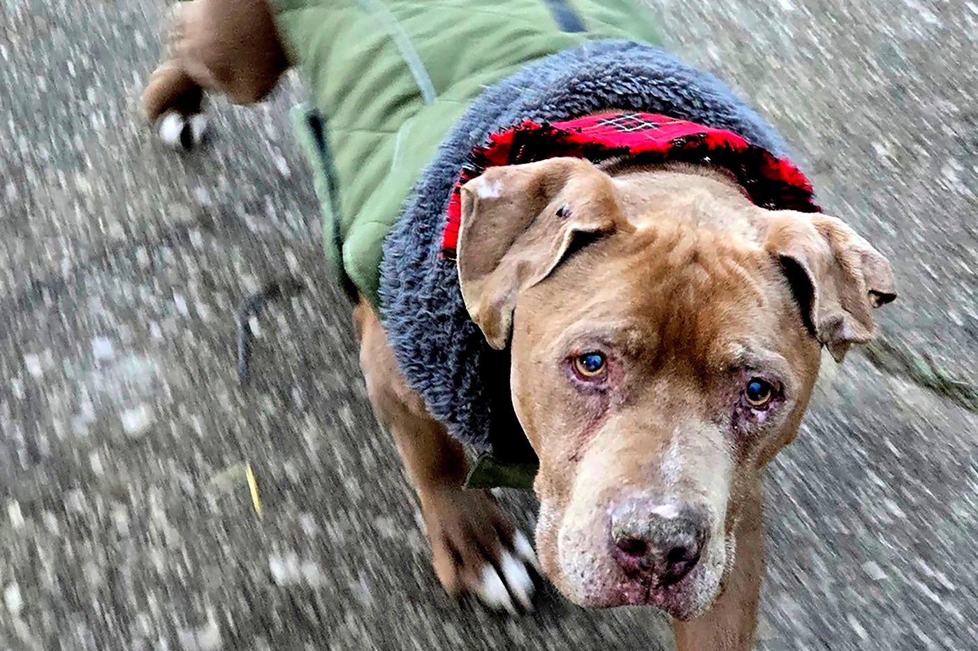 Michigan veterinarian who refused to return ailing dog to homeless man to spend 10 days in jail | iNFOnews.ca Michigan veterinarian who refused to return ailing dog to homeless man to spend 10 days in jail | iNFOnews.ca