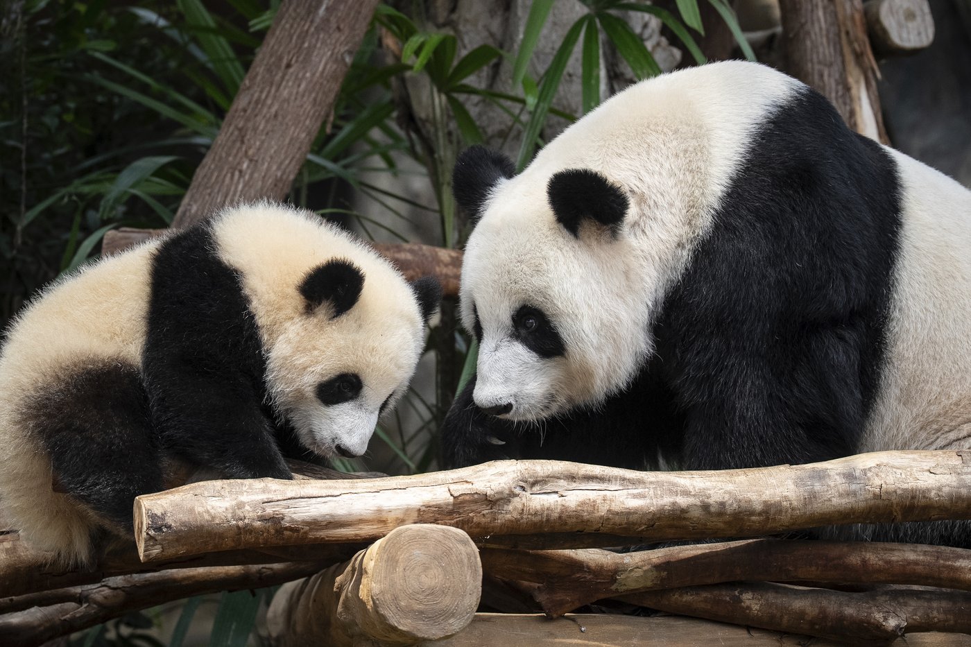 Meet Jia Jia and De De, Hong Kong's first locally born giant pandas | iNFOnews.ca Meet Jia Jia and De De, Hong Kong's first locally born giant pandas | iNFOnews.ca