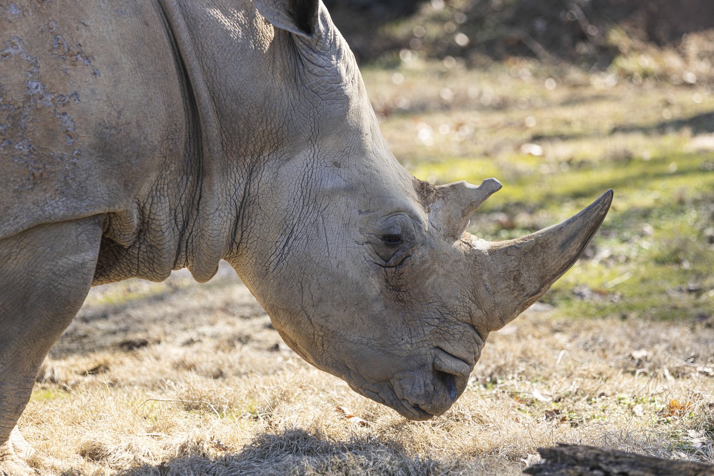 Dolly, the oldest rhino in the US, has died at a Tennessee zoo at age 56 | iNFOnews.ca Dolly, the oldest rhino in the US, has died at a Tennessee zoo at age 56 | iNFOnews.ca
