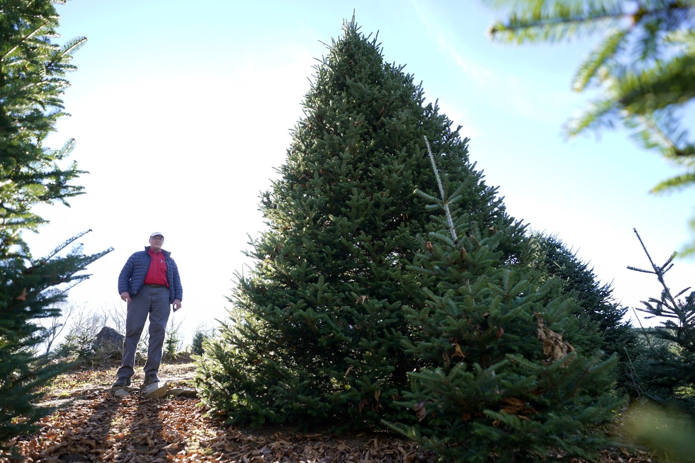 The White House's Christmas tree is a symbol of resilience for hurricane-hit North Carolina farms | iNFOnews.ca The White House's Christmas tree is a symbol of resilience for hurricane-hit North Carolina farms | iNFOnews.ca