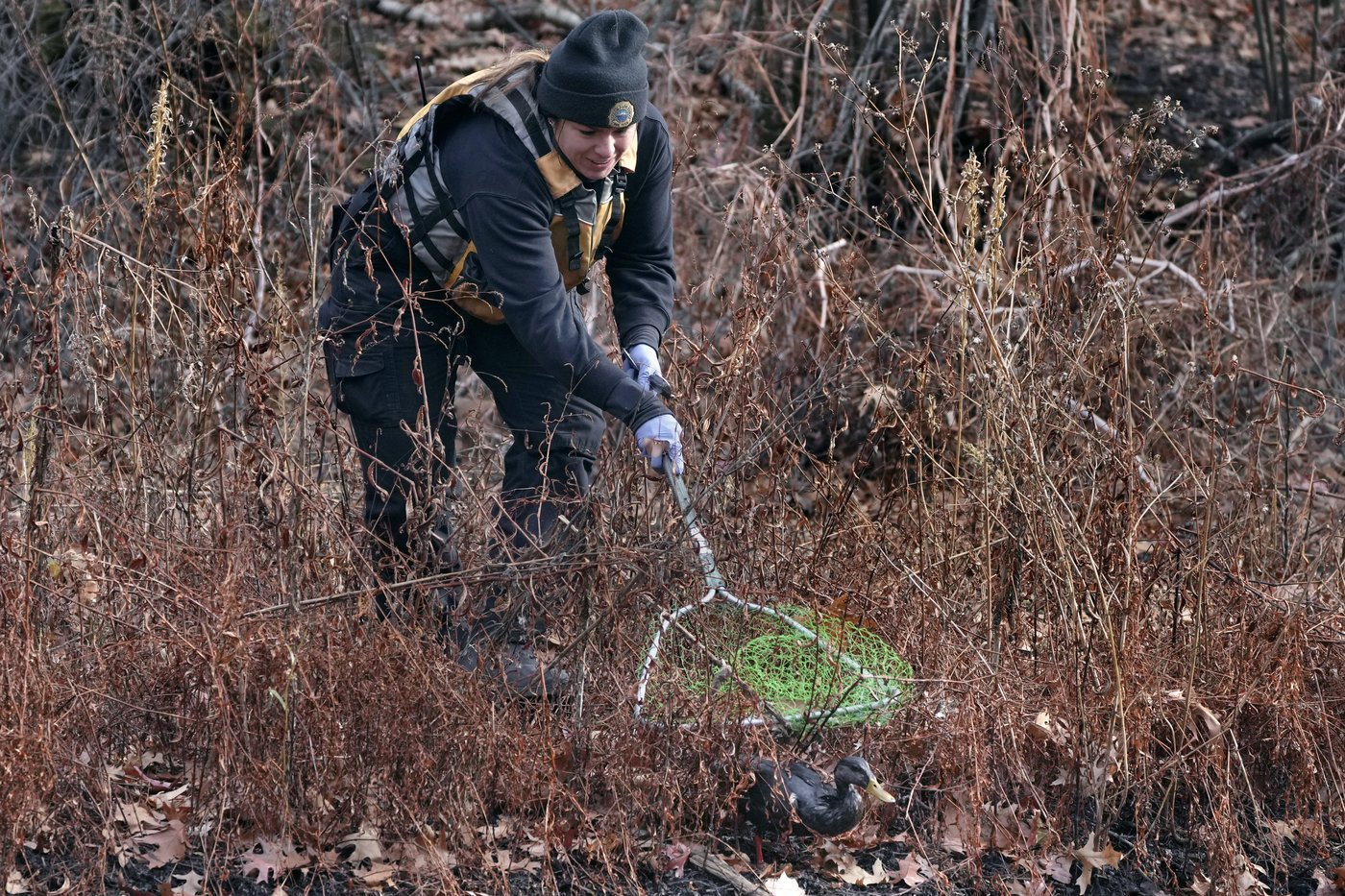Rescuers rush to save geese and ducks soaked in oil due to spill in Boston river | iNFOnews.ca